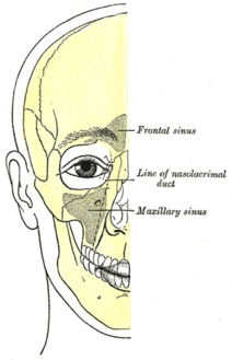 رسم توضيحي لعظام الوجه والجيوب الانفية.(ويظهر مستوى القناة الدمعية مُشاراً إليه)