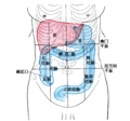 腹前視圖，顯示了肝、胃和大腸
