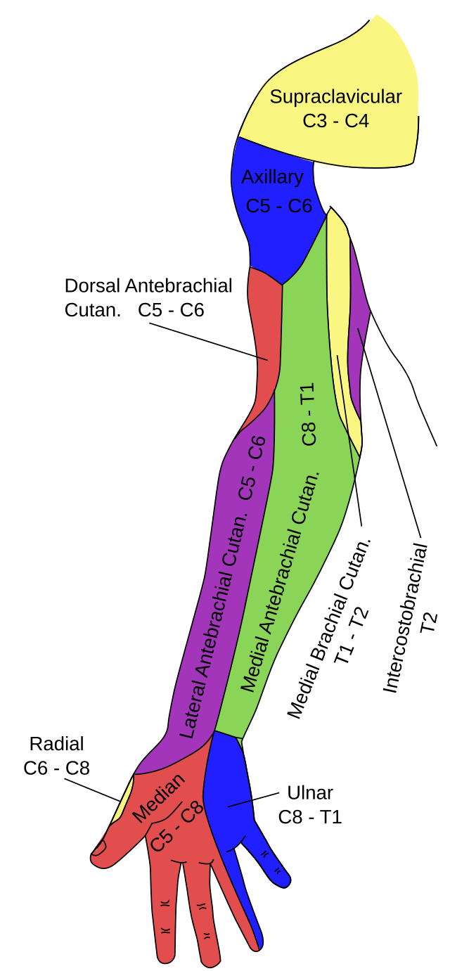 axillary nerve