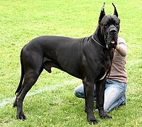 Dogue Alemão: Uma das Raças de Cachorro Gigante