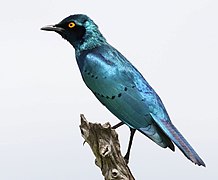 greater blue eared starling