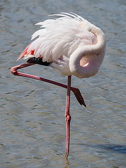 Greater Flamingo (19155695968)