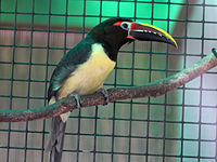 Aracari, Green Pteroglossus viridis