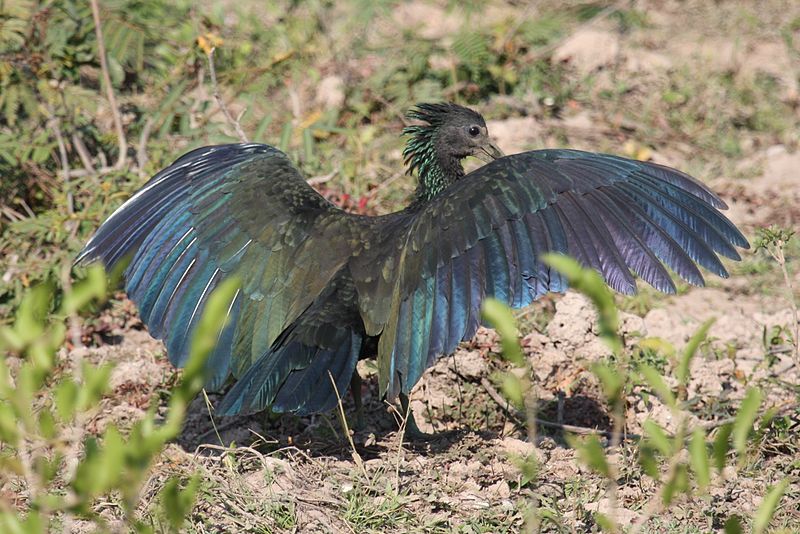 File:Green Ibis (7992610166).jpg