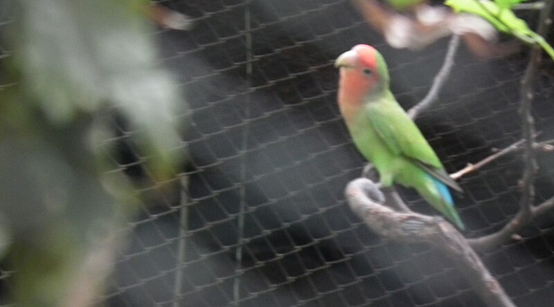 File:Green Pigeon from Nehru Zoological park Hyderabad 4323.JPG