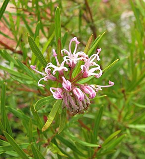 <i>Grevillea sericea</i> Species of shrub in the family Proteaceae endemic to New South Wales, Australia