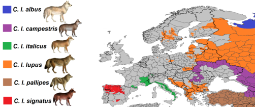 Grey wolves of Europe and western Russia.png