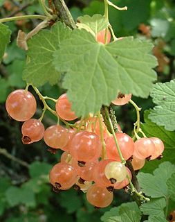 White currant Cultivars of Ribes rubrum, a species of flowering plant in the gooseberry family Grossulariaceae