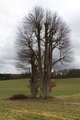English: Natural monument (Tilia tree) between Traetzhof and Luetterz, Grossenlueder, Hesse, Germany