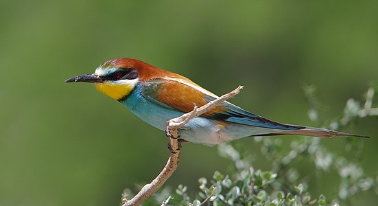 European bee-eater (Ichkeul National Park) Author: Mohamed Gouli