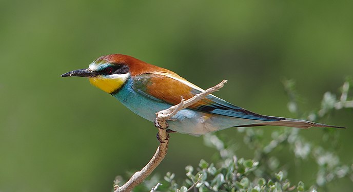 European bee-eater (Merops apiaster) in Ichkeul National Park, Bizerte Governorate, Tunisia, by Mohamed El Golli (Elgollimoh)