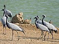 Demoiselle cranes and Red-wattled lapwings