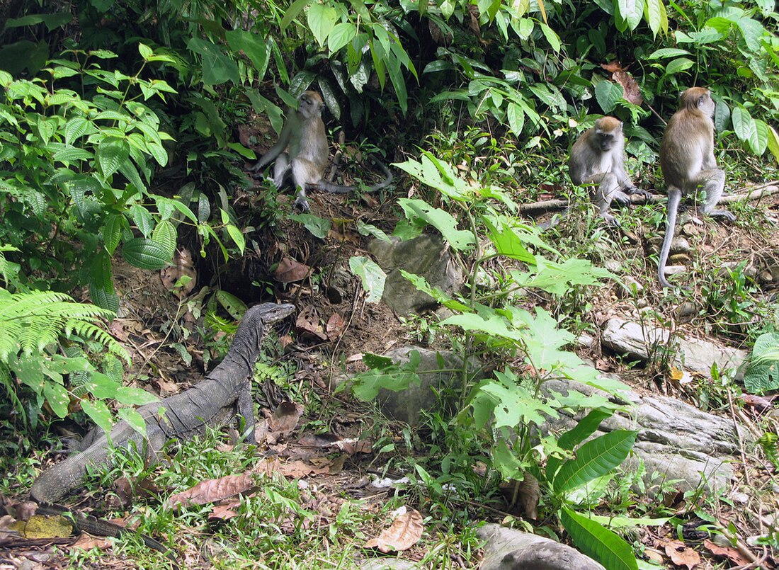 Nationaal park Gunung Leuser