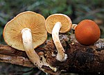 Thumbnail for Gymnopilus sapineus