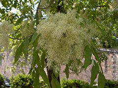 Фото цветов ясеня. Fraxinus ornus 'Meczek'. Fraxinus ornus Meczek цветение. Ясень цветок многолетний. Цветок ясень многолетний фото.