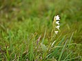 Habenaria heyneana