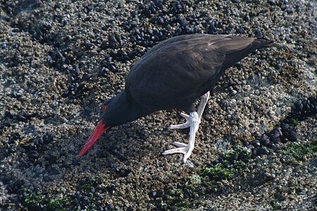 Haematopus ater.jpg