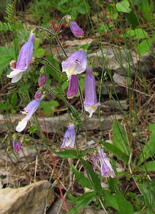 <i>Penstemon hirsutus</i> Species of flowering plant