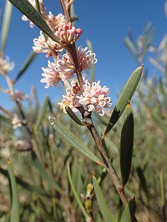 <i>Hakea erecta</i> species of plant