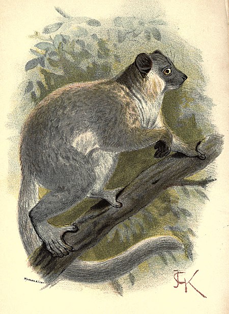 Lepilemur leucopus