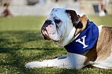 yale university mascot