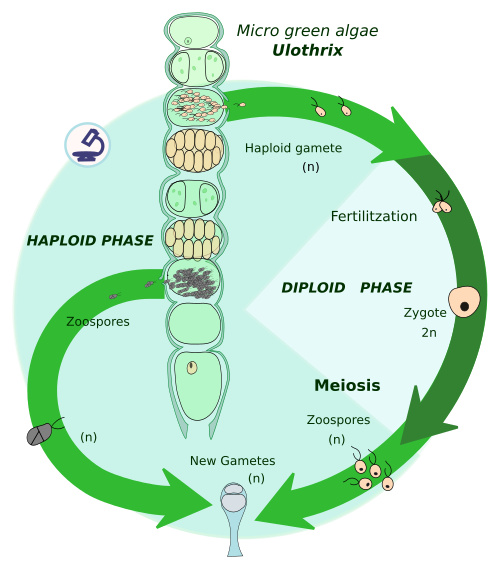 Zygotic meiosis