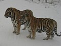Harbin Siberian Tigers.jpg