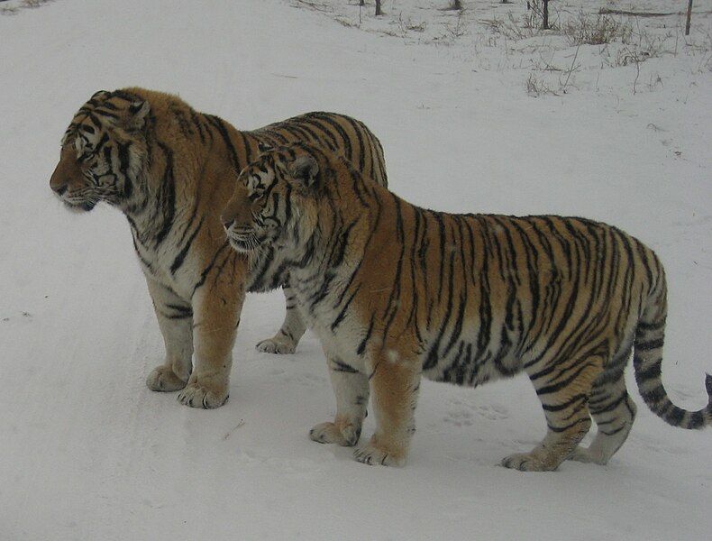 File:Harbin Siberian Tigers.jpg