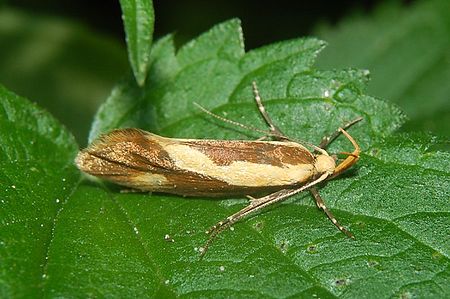 Tập_tin:Harpella_forficella_Oecophoridae_Tiefwerder_080712.jpg