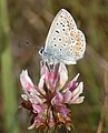 Common Blue (Polyommatus icarus) Hauhechel-Bläuling