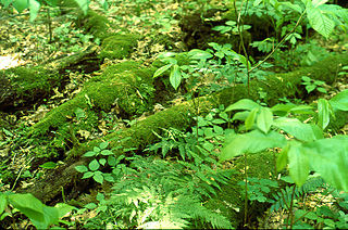 <span class="mw-page-title-main">Hawk Woods</span> Forest in Ohio, United States