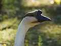 Head of Chinese goose in Locarno 1.jpg