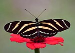 Vignette pour Heliconiinae