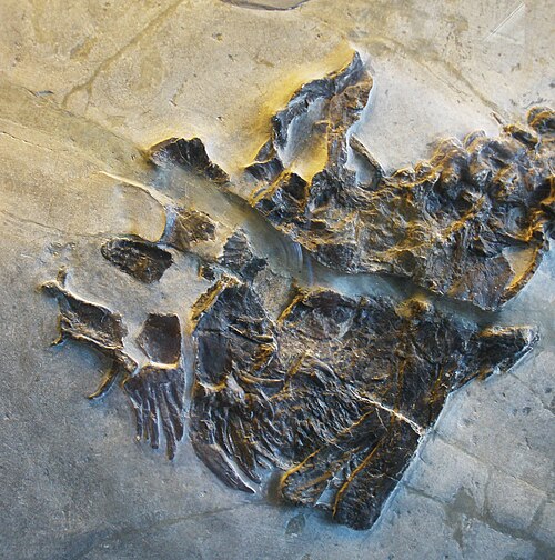 Close up of fossil skull