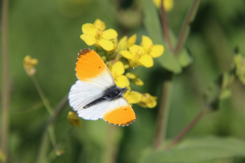 File:Het oranjetipje is een mooie vlinder.JPG