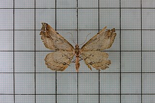 <i>Heterocallia truncaria</i> Species of moth