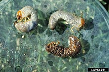 H. elegans larvae prefer particulate organic matter (POM) and their growth rates vary based on POM content in soil Heterorhabditis bacteriophora at Scarabaeidae larva.jpg