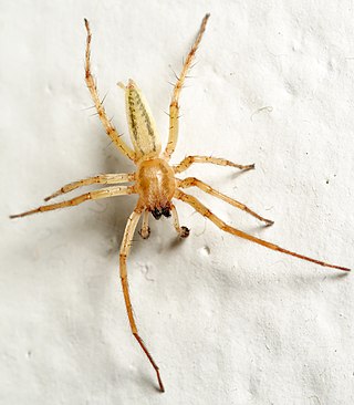 <span class="mw-page-title-main">Anyphaenidae</span> Family of spiders