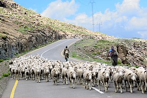 Transhumance