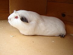 Guinea pig