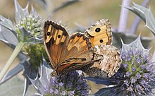 Hipparchia semele feeding on Eryngium maritimum..JPG