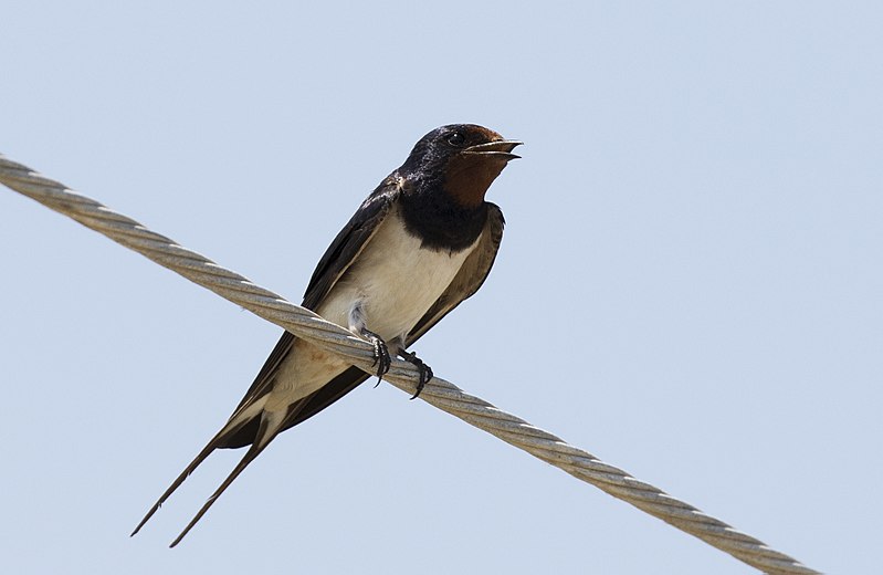 File:Hirundo rustica, Mersin 2017-07-15 01-1.jpg