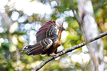 Hoatzin.jpg