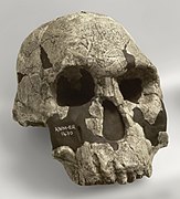 Svenska: Homo rudolfensis, avgjutning av kraniet KNM-ER 1470 från Koobi Fora, Kenya, 1,9 miljoner år gammalt.