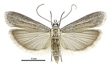 Самка Homoeosoma anaspila2.jpg