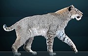 Restoration of Pliocene-Pleistocene Homotherium, or scimitar cat Homotherium serum.jpg