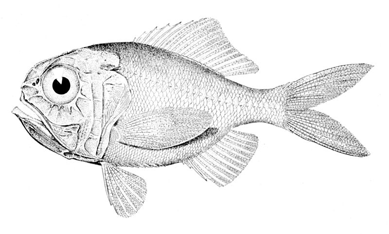 File:Hoplostethus mediterraneus mediterraneus.jpg