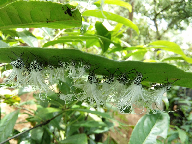 File:Hoppers at Valparai ph 03.jpg