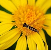 Sphaerophoria scripta (Syrphidae)