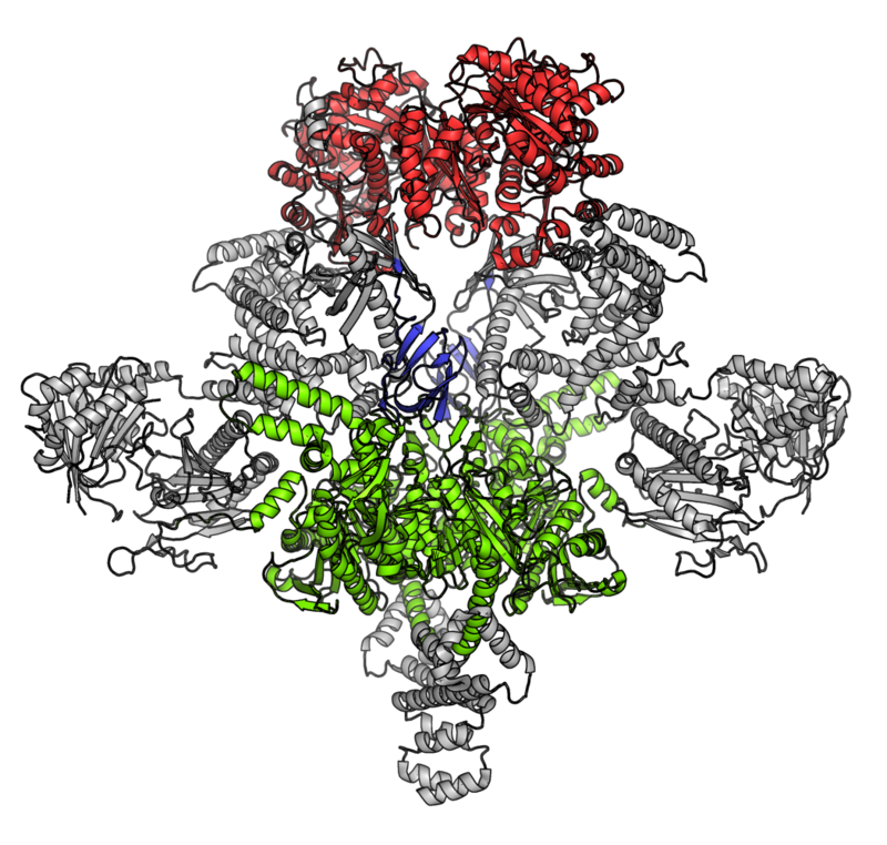 acetyl coa carboxylase pathway